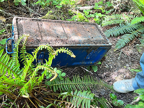 metal box in the woods, Cape George Road, Quimper Peninsula, Jefferson County, Washington