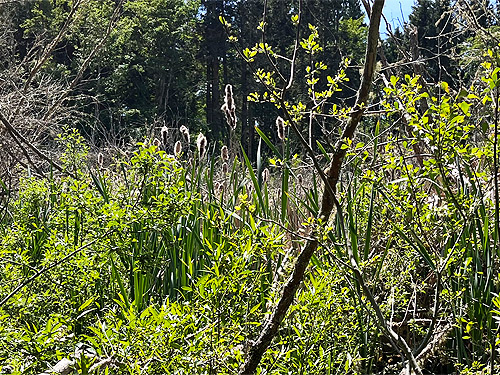 cattails in standing water marsh, Cape George Road, Quimper Peninsula, Jefferson County, Washington