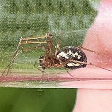 female sheet weaver Microlinyphia dana from Cape George Road, Quimper Peninsula, Jefferson County, Washington