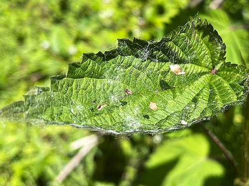 sheet web of Microlinyphia dana in big nettle leaf, Cape George Road, Quimper Peninsula, Jefferson County, Washington