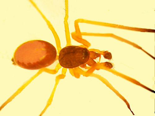 male Meioneta darrelli spider from salal, Cape George Road, Quimper Peninsula, Jefferson County, Washington