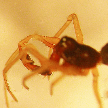 male spider Erigone cristatopalpus from marsh grass, Cape George Road, Quimper Peninsula, Jefferson County, Washington