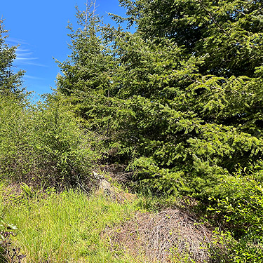 conifer foliage in old clearcut, Cape George Road, Quimper Peninsula, Jefferson County, Washington