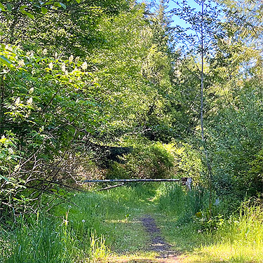 gated logging road into old clearcut, Cape George Road, Quimper Peninsula, Jefferson County, Washington