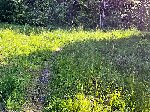 grassy unused road, Cape George Road, Quimper Peninsula, Jefferson County, Washington