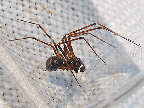 spider Bathyphantes keenii male, Cape George Road, Quimper Peninsula, Jefferson County, Washington