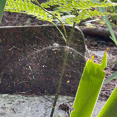 dome web of Neriene litigiosa in gate, Cape George Road, Quimper Peninsula, Jefferson County, Washington