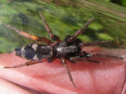 spider Poecilochroa montana from retreat under bark, Cape George Road, Quimper Peninsula, Jefferson County, Washington