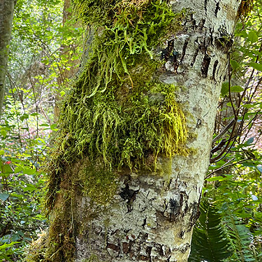 siftable moss on tree trunk, Cape George Road, Quimper Peninsula, Jefferson County, Washington