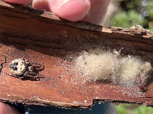 Araneus nordmanni with egg sacs under bark, Cape George Road, Quimper Peninsula, Jefferson County, Washington