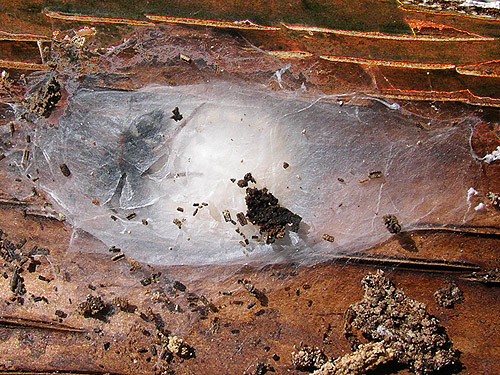 retreat of Poecilochroa montana under dead bark, Cape George Road, Quimper Peninsula, Jefferson County, Washington