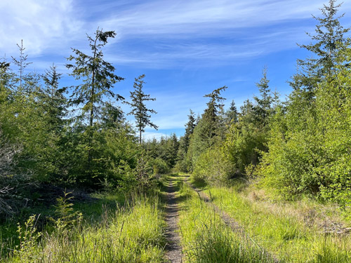 logging road in old regrowing clearcut, Cape George Road, Quimper Peninsula, Jefferson County, Washington