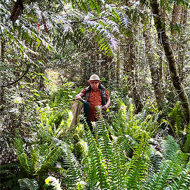 Rod in overgrown old road, Cape George Road, Quimper Peninsula, Jefferson County, Washington