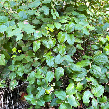 salal understory, Cape George Road, Quimper Peninsula, Jefferson County, Washington