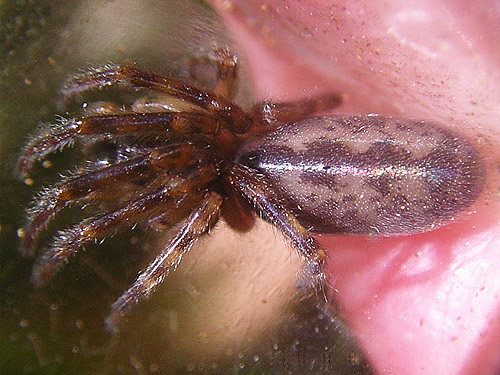 spider Segestria pacifica from under bark, Cape George Road, Quimper Peninsula, Jefferson County, Washington