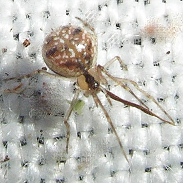 female spider Theridion sexpunctatum from moss, Cape George Road, Quimper Peninsula, Jefferson County, Washington