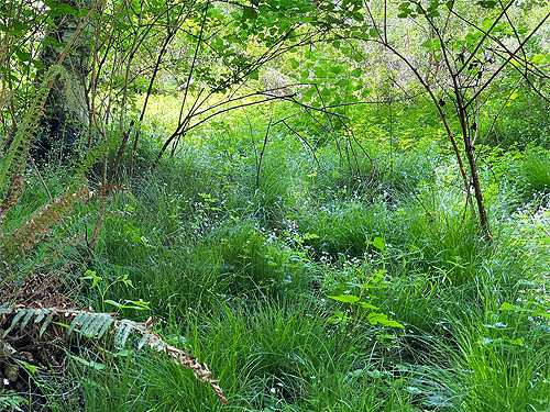 marsh grass in shade, Cape George Road, Quimper Peninsula, Jefferson County, Washington