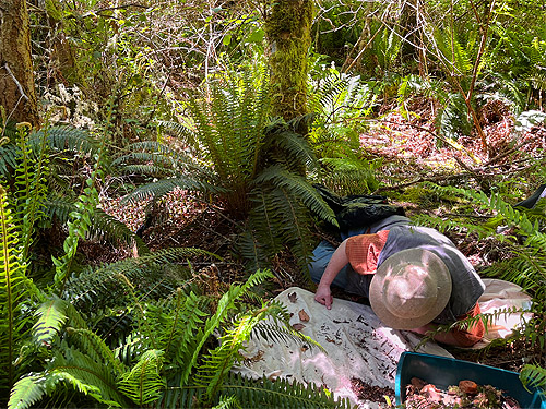 Rod Crawford sifting leaf litter, Cape George Road, Quimper Peninsula, Jefferson County, Washington