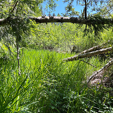 marsh grass in sun, Cape George Road, Quimper Peninsula, Jefferson County, Washington