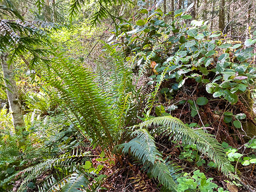 forest understory, Cape George Road, Quimper Peninsula, Jefferson County, Washington