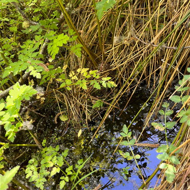 marsh water, Cape George Road, Quimper Peninsula, Jefferson County, Washington