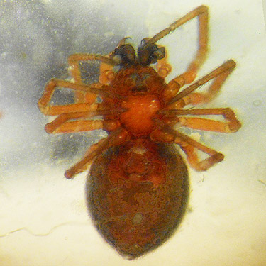 Ceraticelus spider from Douglas-fir foliage, vicinity of Glenoma, Lewis County, Washington