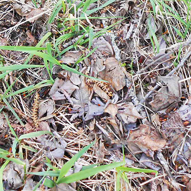 cottonwood leaf litter, vicinity of Glenoma, Lewis County, Washington