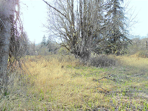 cottonwood tree in hay meadow, vicinity of Glenoma, Lewis County, Washington
