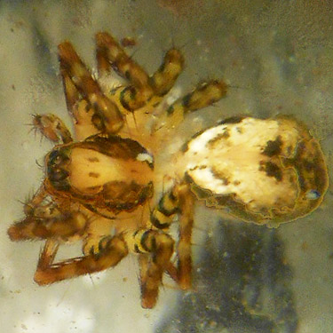 oddly colored spider Dirksia cinctipes from moss, vicinity of Glenoma, Lewis County, Washington