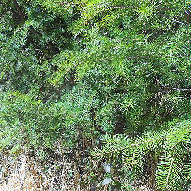 Douglas-fir foliage, spider-rich, vicinity of Glenoma, Lewis County, Washington