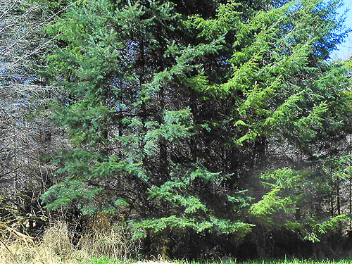 Douglas-firs at edge of meadow, vicinity of Glenoma, Lewis County, Washington