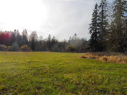expanse of grass, vicinity of Glenoma, Lewis County, Washington