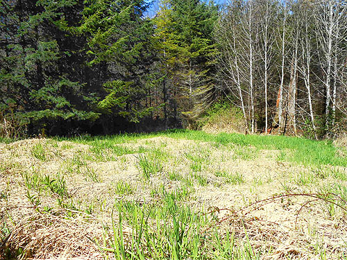 roadside mini-meadow, vicinity of Glenoma, Lewis County, Washington