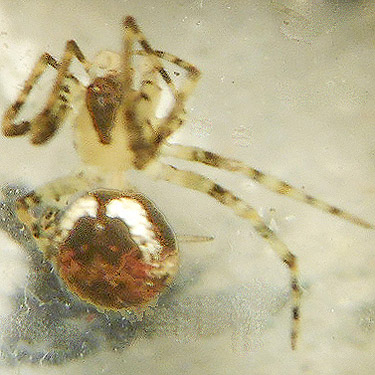 Theridion tinctum spider from conifer foliage, vicinity of Glenoma, Lewis County, Washington