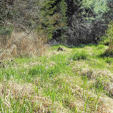 mini-meadow with uneven surface, vicinity of Glenoma, Lewis County, Washington