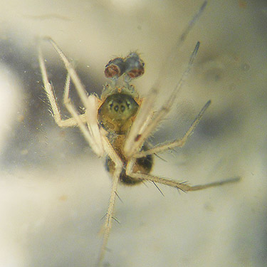 Linyphantes victoria spider, vicinity of Glenoma, Lewis County, Washington