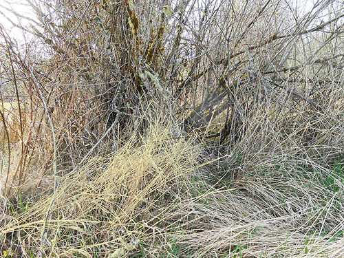 willow thicket in big meadow, vicinity of Glenoma, Lewis County, Washington