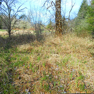winterized hay meadow, vicinity of Glenoma, Lewis County, Washington