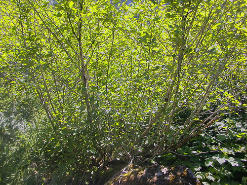 slide alder thicket in talus meadow, Gold Creek Valley near Snoqualmie Pass, Washington