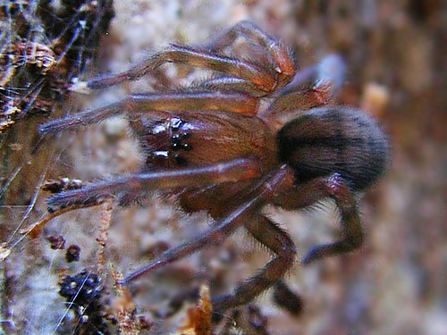 Callobius sp. spider, Amaurobiidae, under bark, Gold Creek Valley near Snoqualmie Pass, Washington