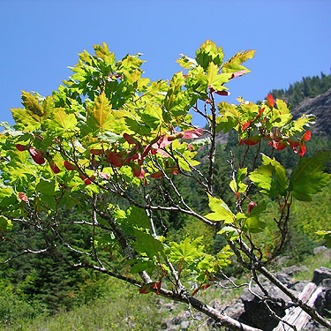 colorful vine maple Acer circinatum, Gold Creek Valley near Snoqualmie Pass, Washington