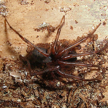 Cybaeus sp. male spider under bark, Gold Creek Valley near Snoqualmie Pass, Washington