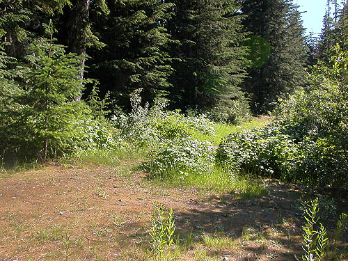 open habitat near Heli's Pond, Gold Creek Valley near Snoqualmie Pass, Washington