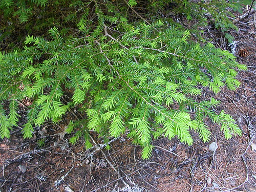 western hemlock Tsuga heterophylla in understory, Gold Creek Valley near Snoqualmie Pass, Washington