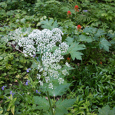 Heracleum and Castilleja flowers along trail, Gold Creek Valley near Snoqualmie Pass, Washington