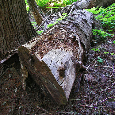 log with loose bark, Gold Creek Valley near Snoqualmie Pass, Washington