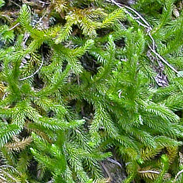 clubmoss Lycopodium sp. along Gold Creek Trail, Gold Creek Valley near Snoqualmie Pass, Washington