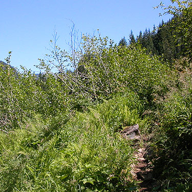 trail comes out into the open, Gold Creek Valley near Snoqualmie Pass, Washington
