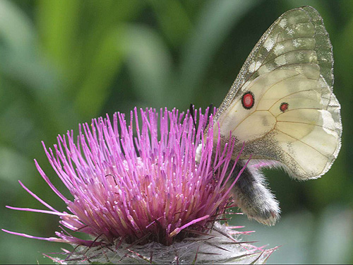 Parnassius clodius butterfly on thistle, Gold Creek Valley near Snoqualmie Pass, Washington