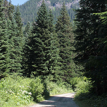 road from parking lot to trailhead, Gold Creek Valley near Snoqualmie Pass, Washington